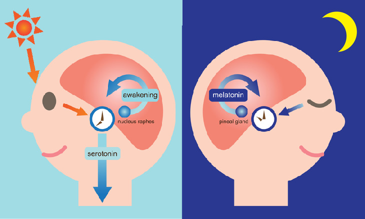 Learn to Synchronize Your Body Clock to Your Schedule