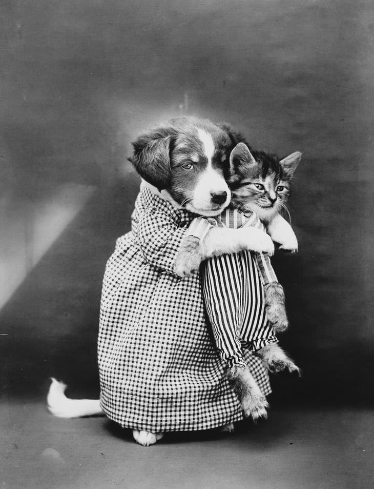 cats-and-dogs-dressed-up