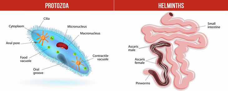 Here's How to Prevent and Treat Intestinal Parasites