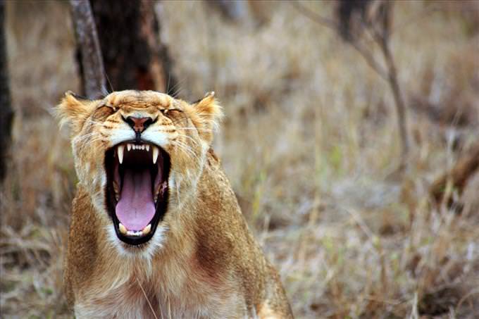 roaring big cat