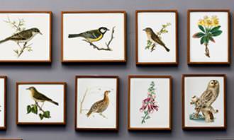 Find the Differences: A collection of bird pictures on a wall