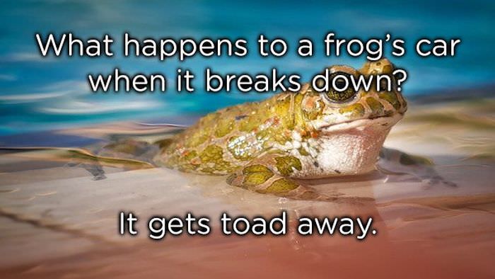 What happens to a frog's car when it breaks down? It gets toad away.