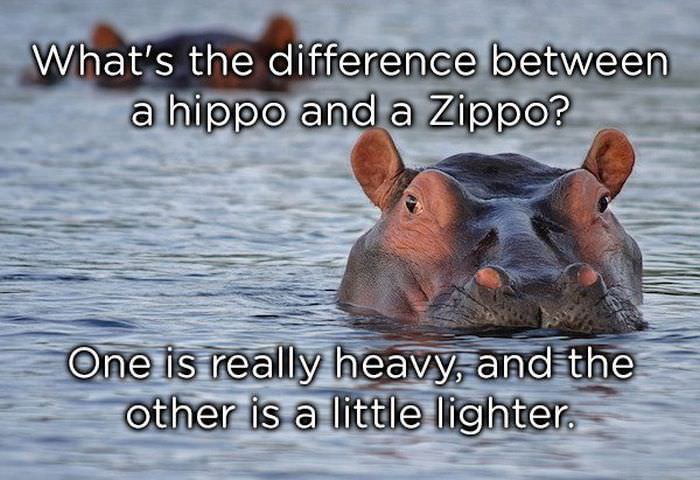 What's the difference between a hippo and a Zippo? One is really heavy and the other is a little lighter.