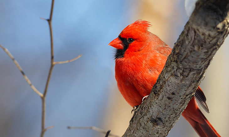 The Top 10 Reddest