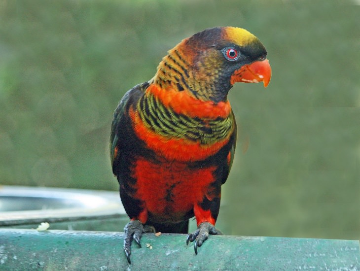 10 of the World's Most Beautiful Parrots