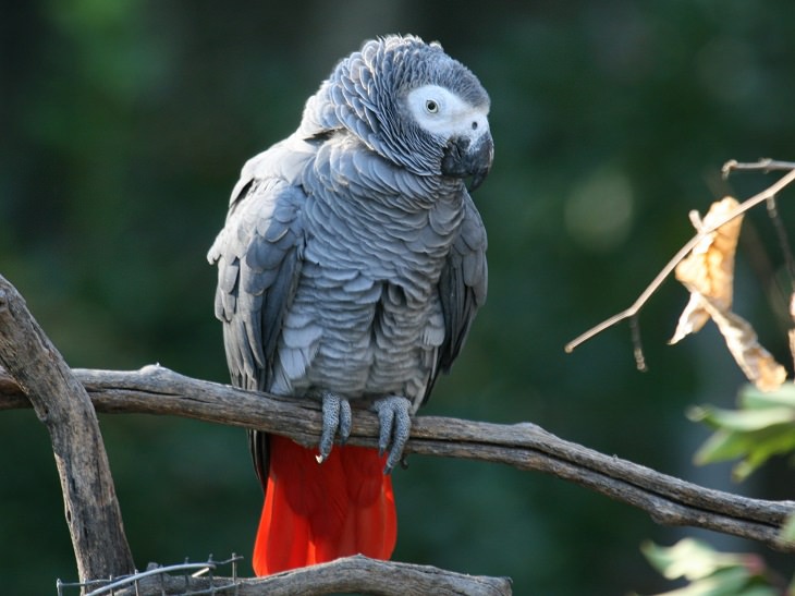10 of the World's Most Beautiful Parrots