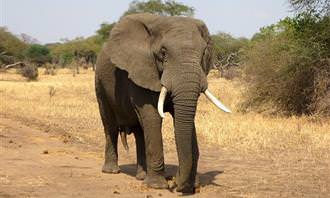 Personality Test: Elephant