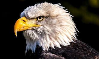 Personality Test: Eagle
