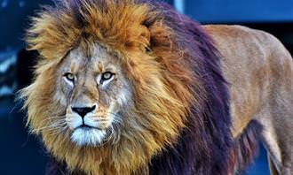 Personality Test: Lion