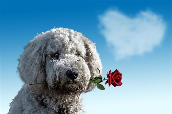 a dog holding a rose in its mouth