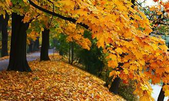 How your life flows: yellow leaves falling