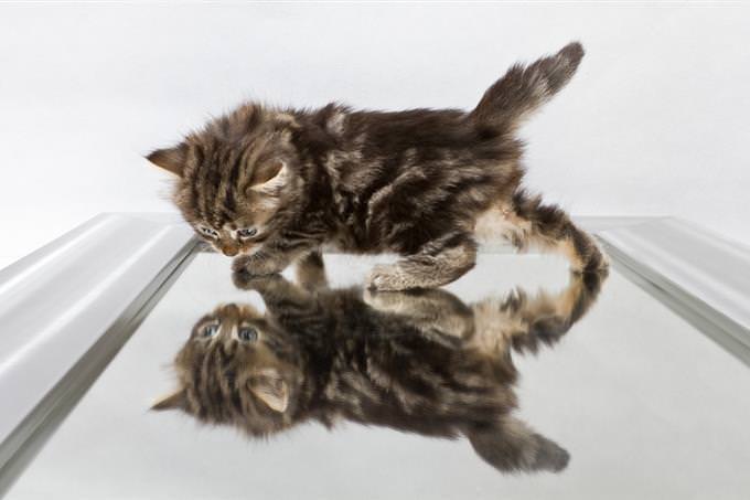 Personality test: cat and mirror