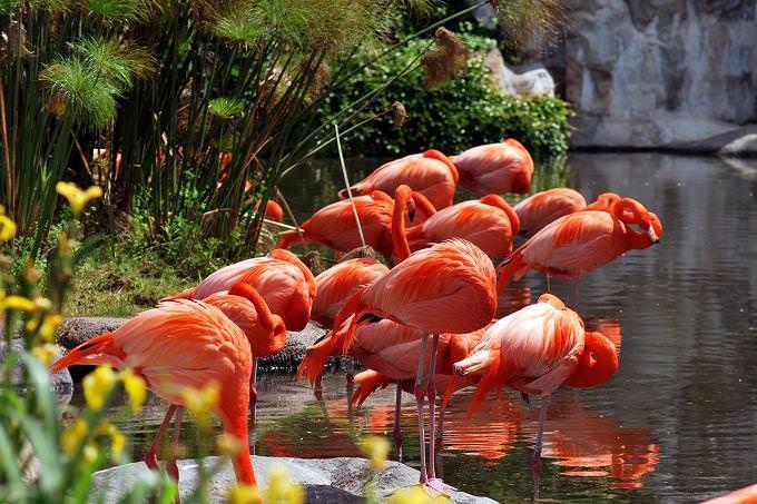 Personality test: Flamingos in a water bath