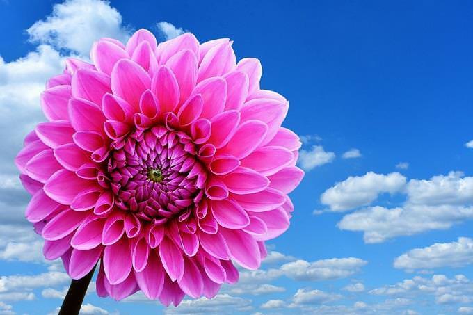 Personality test: a pink flower against a blue sky with clouds