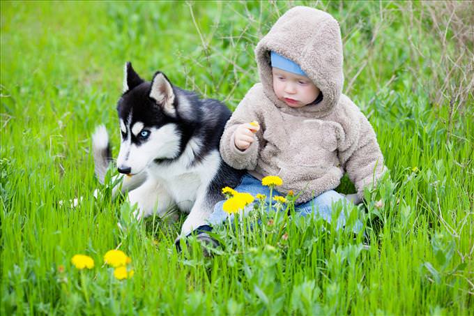 toddler and husky puppy