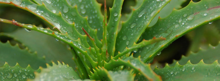 dry skin treatments: aloe vera