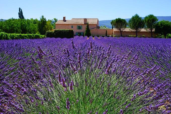 Personality test: a field of lavender flowers against the background of a country house and sky