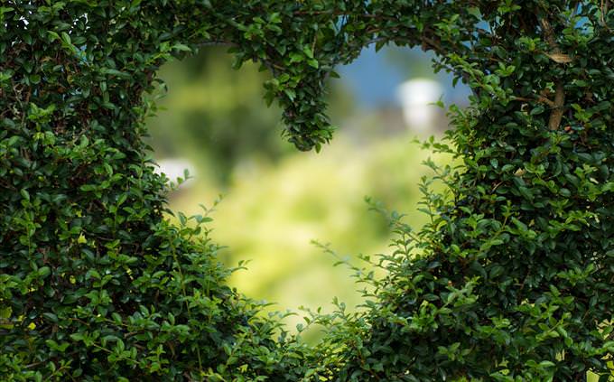 heart-shaped hole in bushes