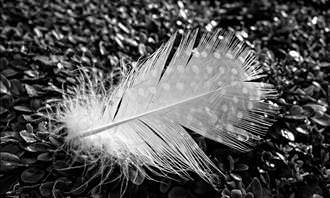 white feather