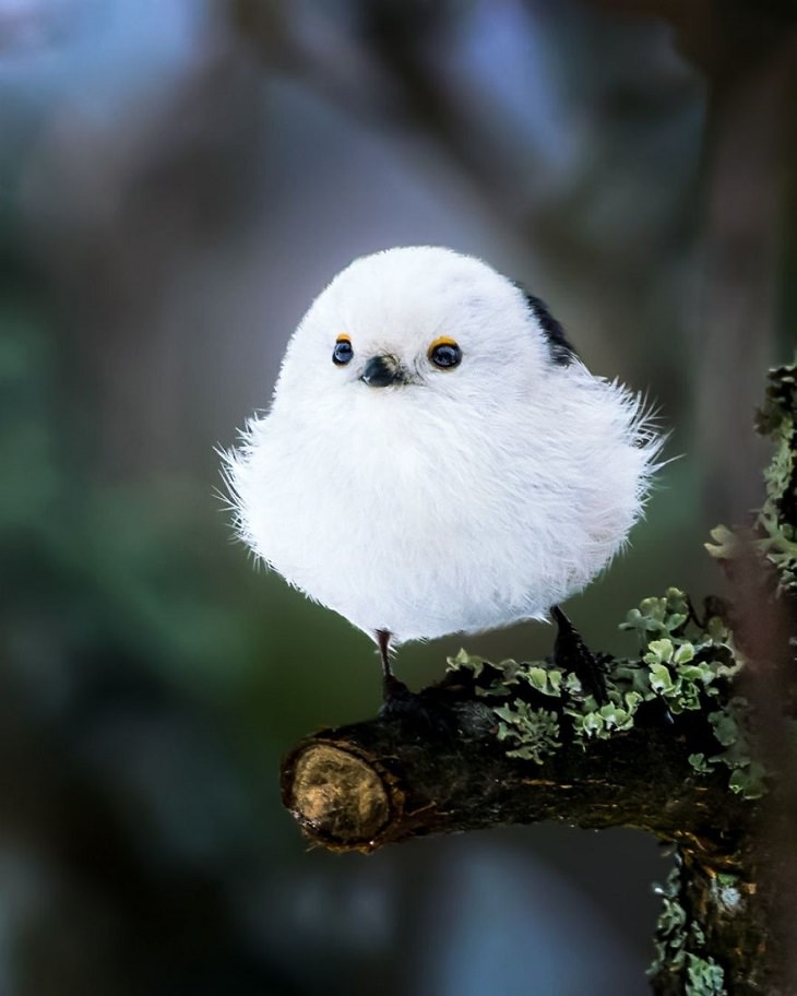 Cute Angry Birds
