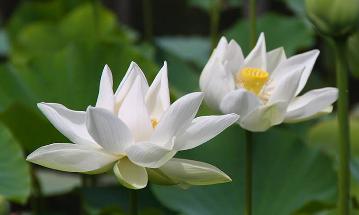 Lotus Flower Everything You Need To Know