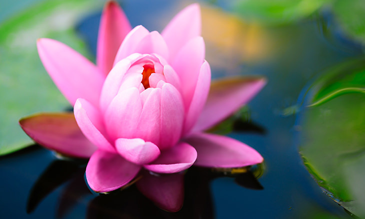 Lotus Flower - Everything You Need to Know