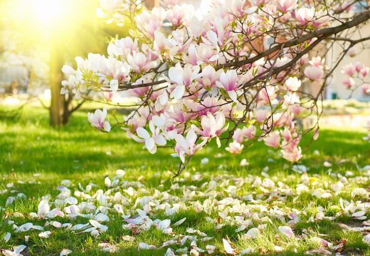 beautiful flowers