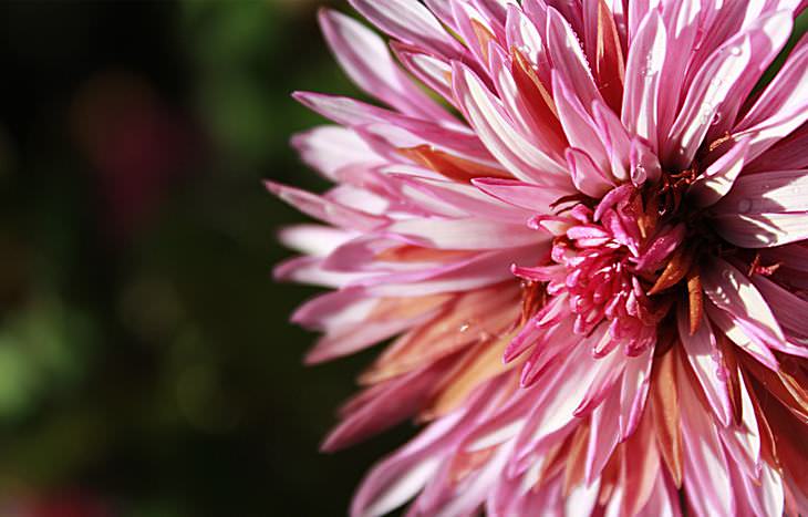 beautiful flowers