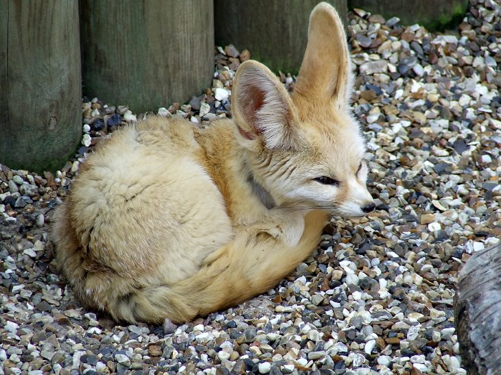 fennec fox eating bug