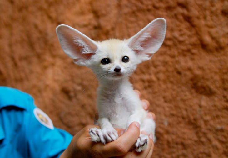 raposinha-do-deserto fennec fox