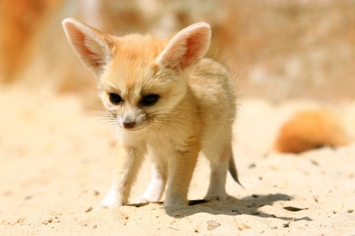 domestic fennec foxes