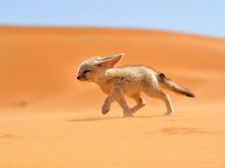 raposinha-do-deserto fennec fox