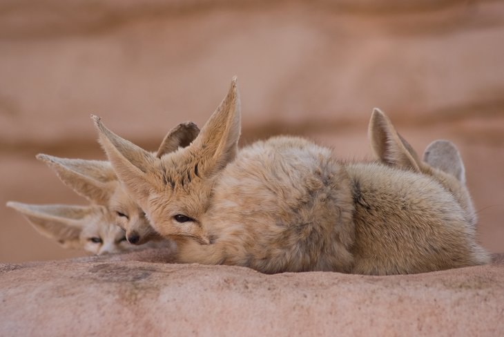 raposinha-do-deserto fennec fox