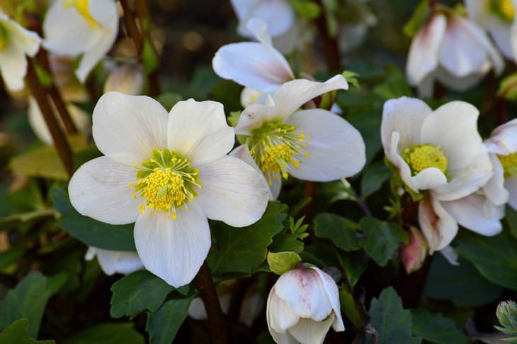 spring flowers