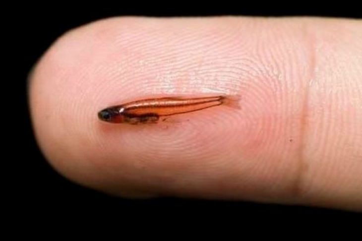 smallest and cutest animals in the world