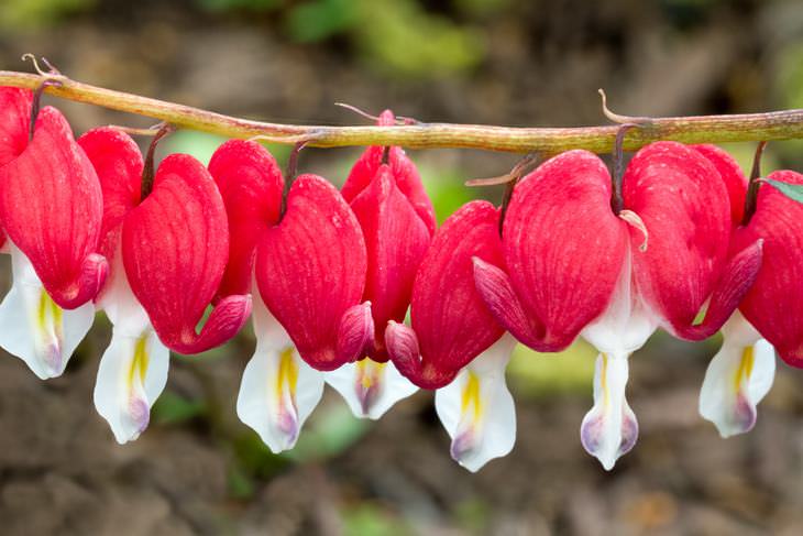 spring flowers