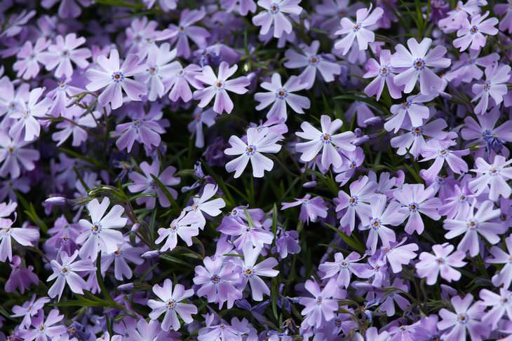 8 Stunning Spring Flowers