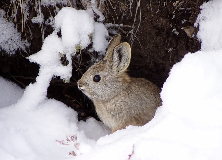 smallest and cutest animals in the world