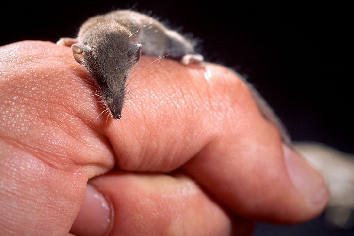 smallest and cutest animals in the world