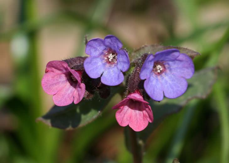 spring flowers