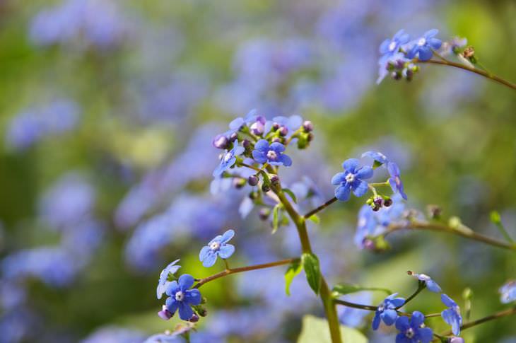 spring flowers