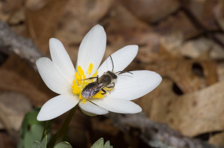 spring flowers