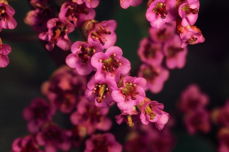 spring flowers