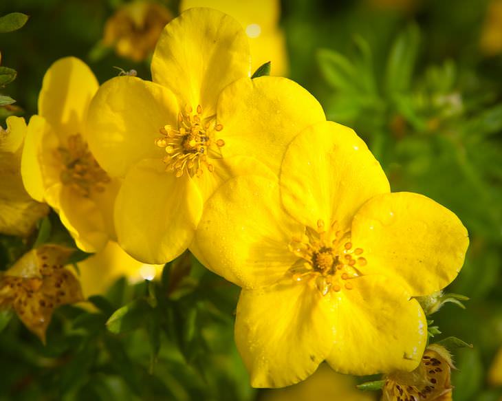 spring flowers