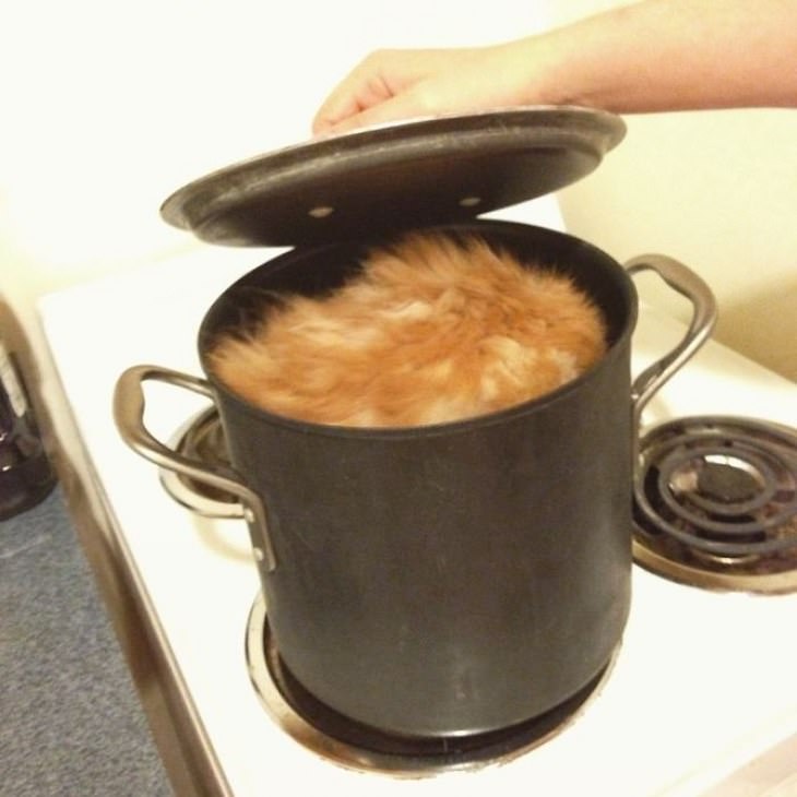 Liquid Cats