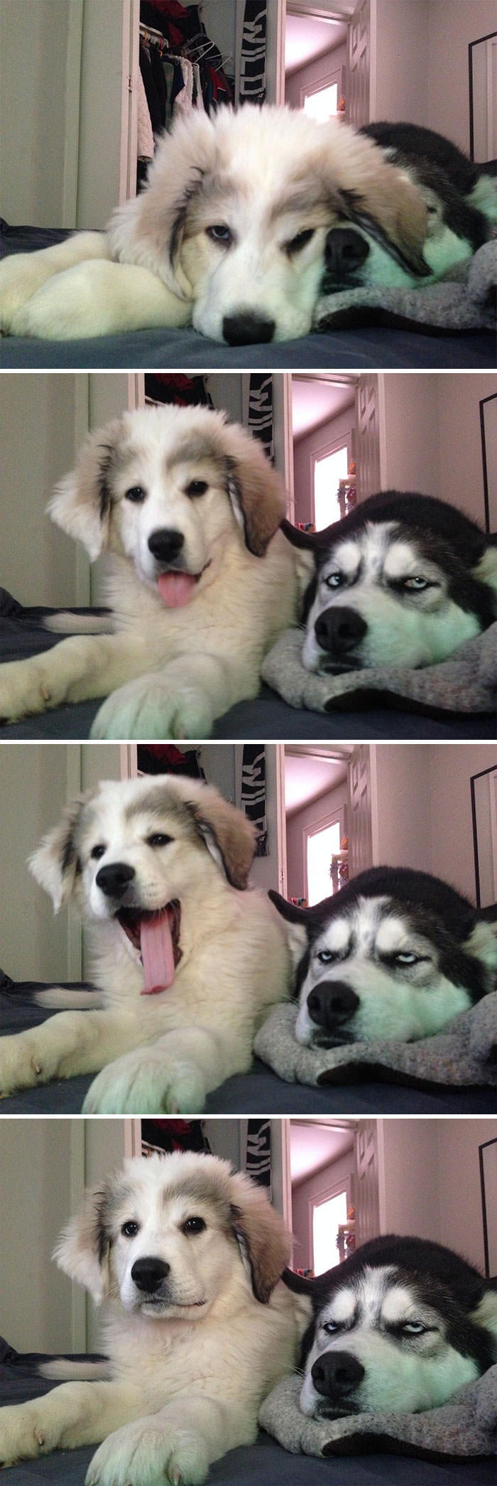 Huskies 