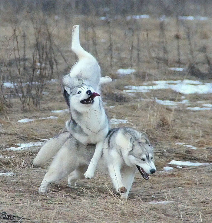 Huskies 