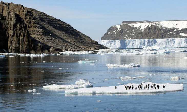 penguins