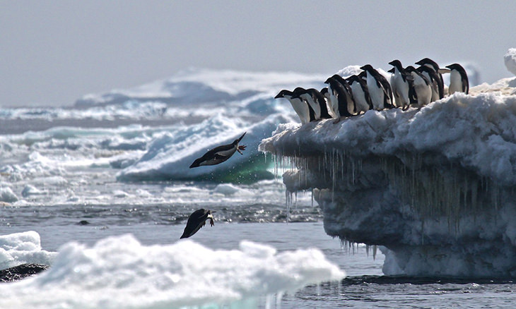 penguins