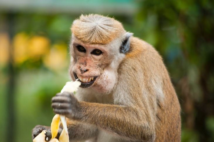 silly monkey eating banana and laughing at knock knock jokes
